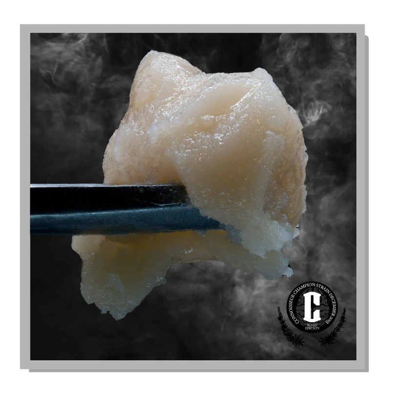 Closeup of Vibe Cannabis Missing Nights Live Rosin produced in collaboration with Jay Willis of Tree1Four, image produced for the Cannabis Cult Connoisseur Challenge.